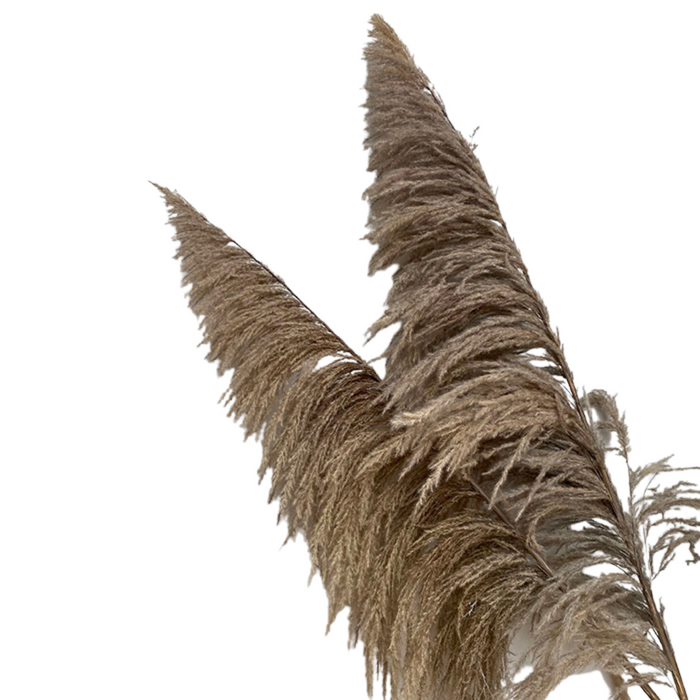 Dried Natural Plumero Pampas- 5st (130 cm)