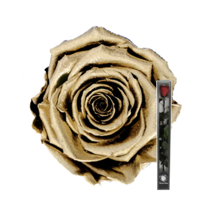 Preserved Rose + Stem 50 cm (METALLIC GOLD)