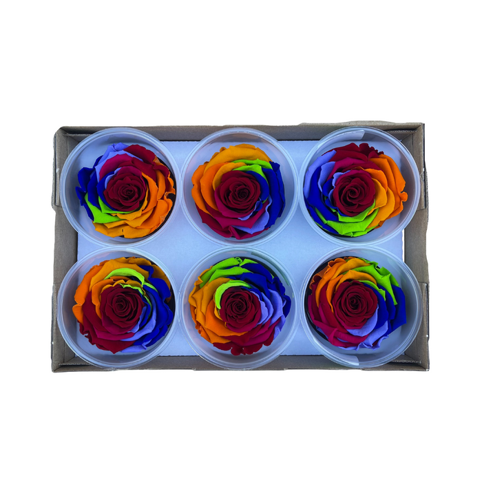 Preserved Rose RAINBOW (RED 02 LL+)
