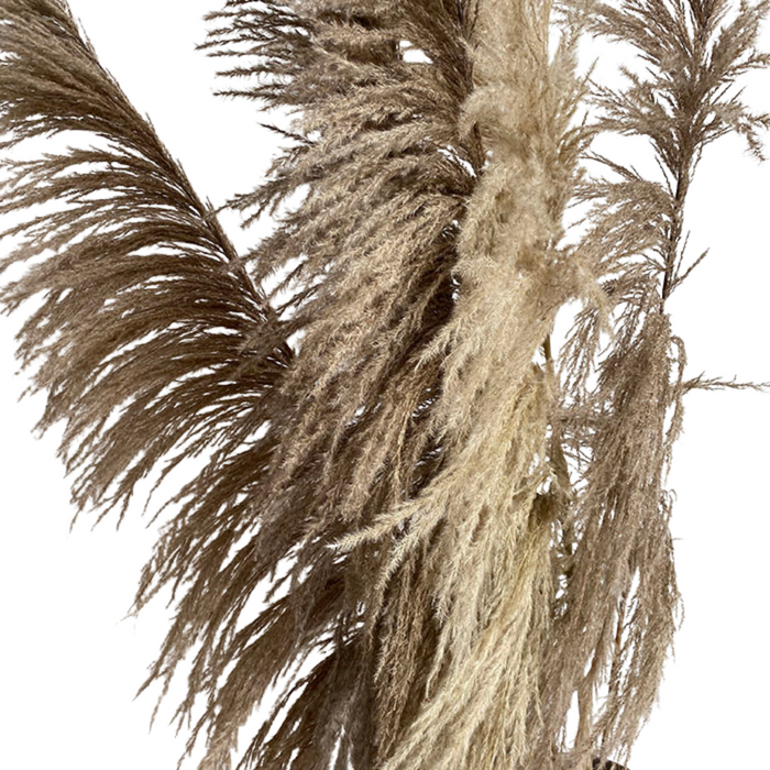 Dried Natural Plumero Pampas (130 cm)