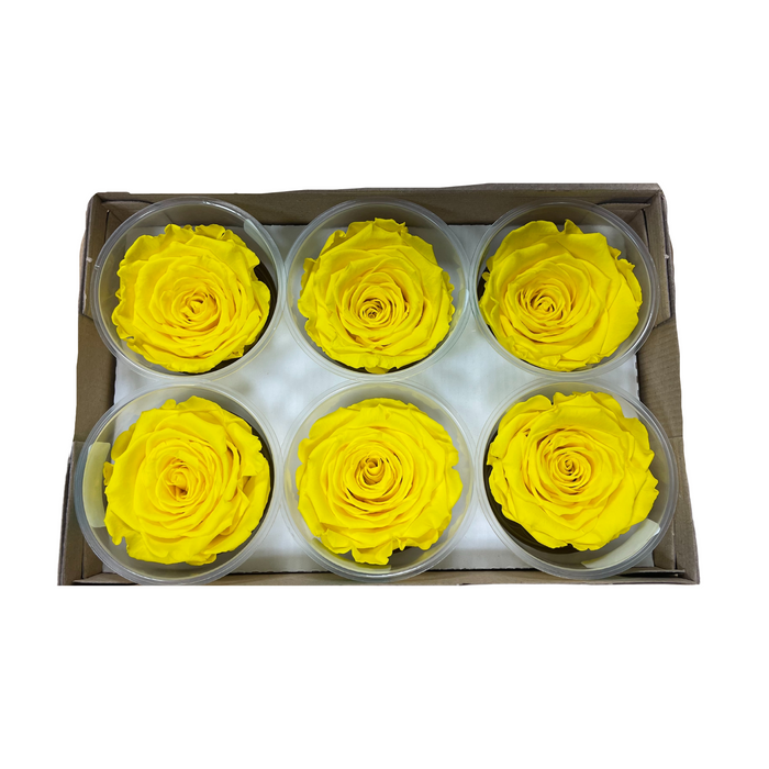 Preserved Rose YELLOW (YEL 02 LL+)