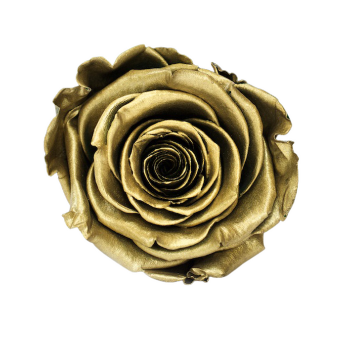 Preserved Rose METALLIC GOLD (LL+)