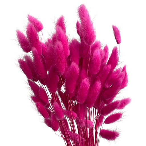 Dried Lagurus Grass, Hot Pink (Bunny Tails) 50-70cm 90gm