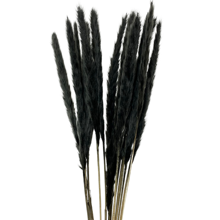 Dried Reed Pampas - BLACK