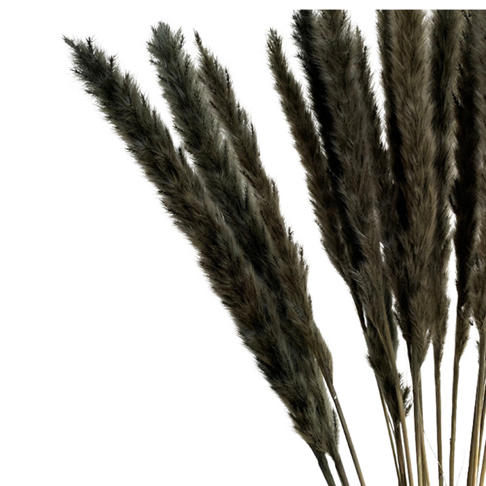 Dried Reed Pampas - BLACK