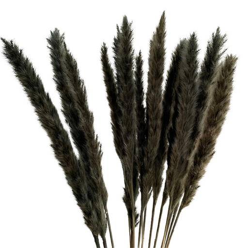 Mini-Pampas Grass Black - 60cm (Pack 5)