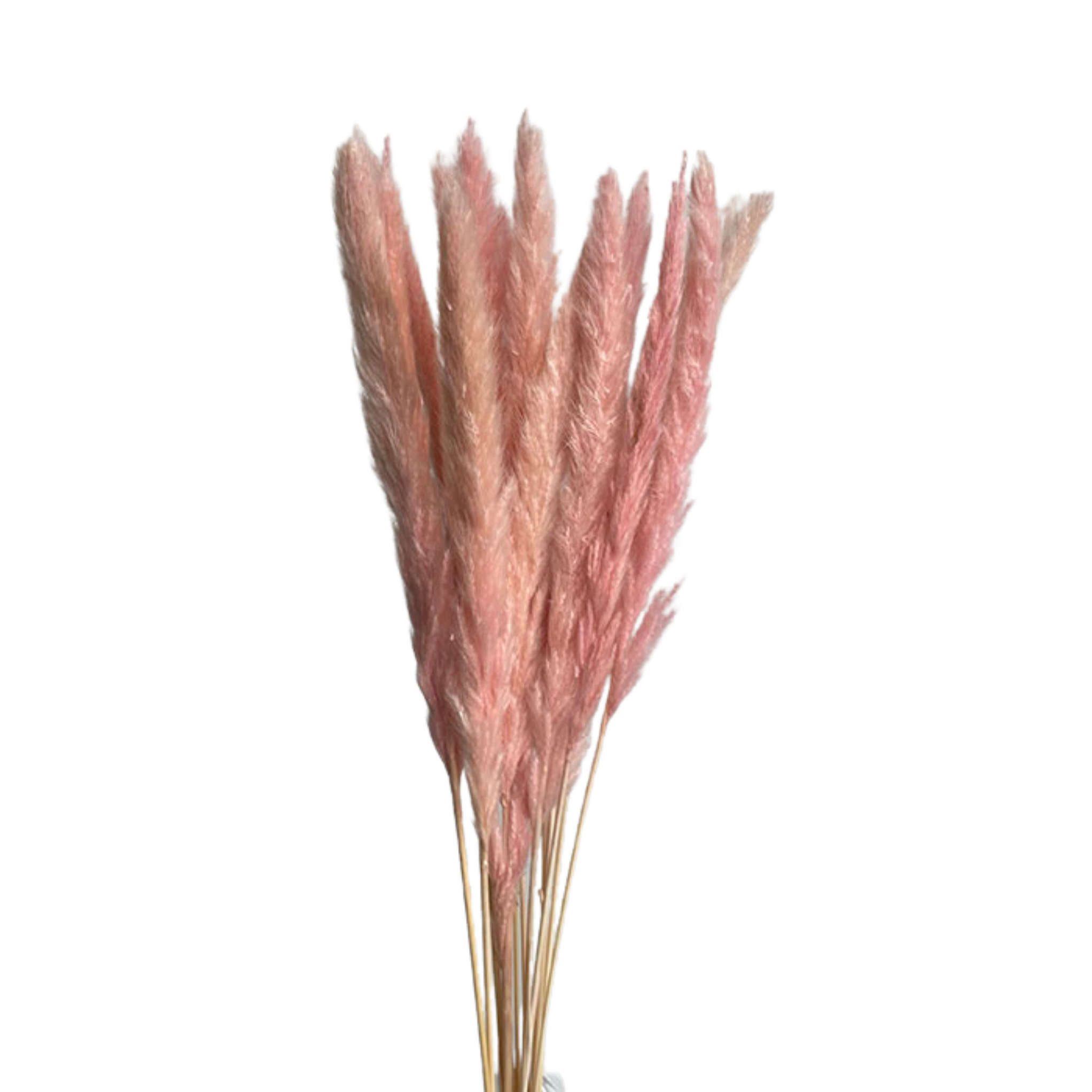 Dried Fluffy Reed Pampas Grass — Plenty Flowers