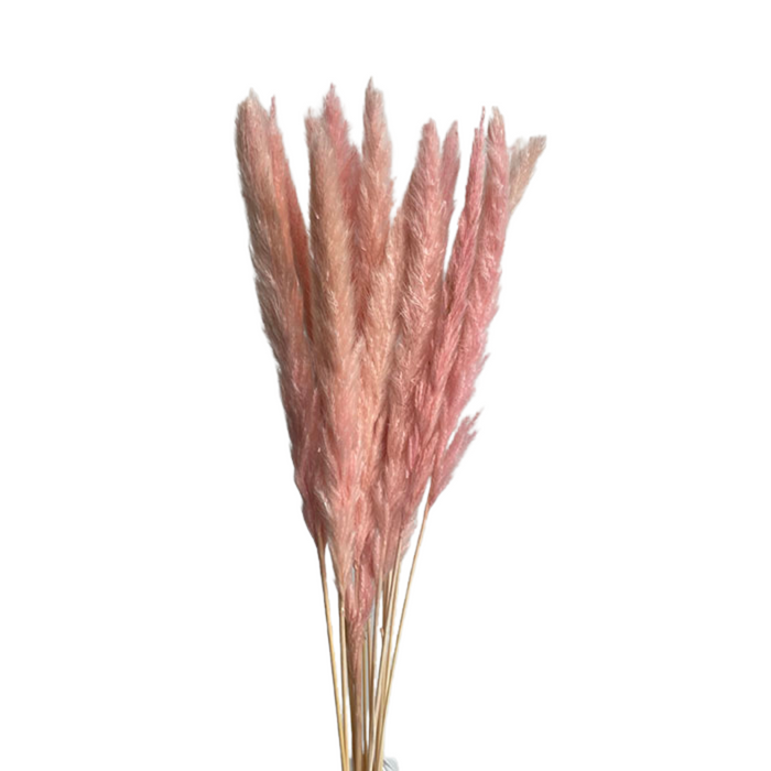 Dried Reed Pampas Grass - PINK