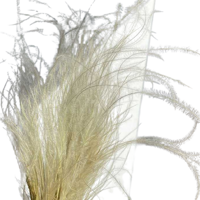 Dried Stipa Flowers - NATURAL