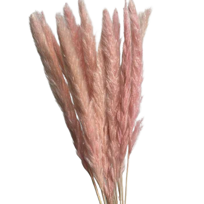 Dried Reed Pampas Grass - PINK