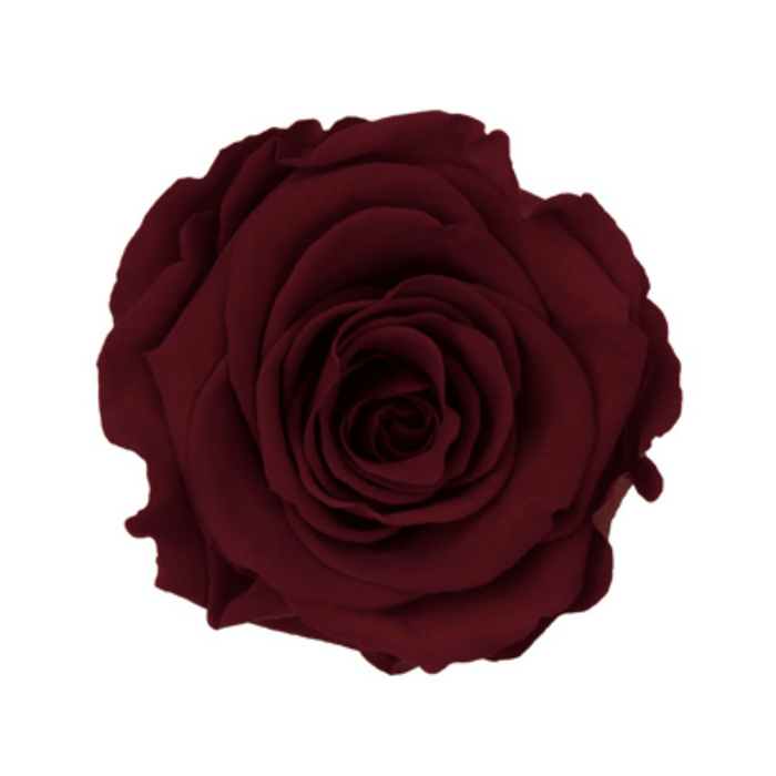 Preserved Rose (RED 01 LL+)