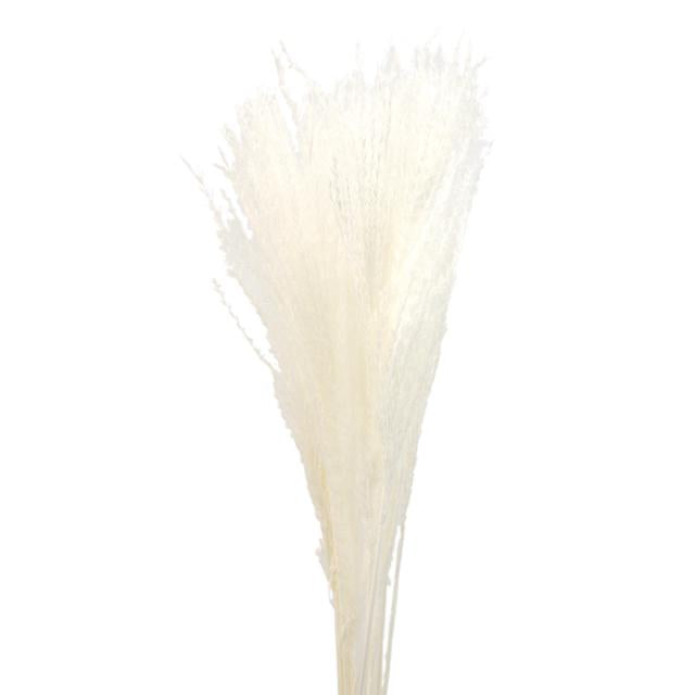 Dried Eulalia Grass - IVORY