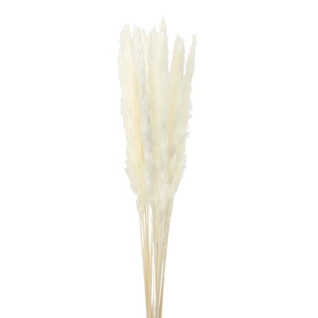 Ivory Reed Turf Dried Fluffy Reed Pampas Grass — Plenty Flowers