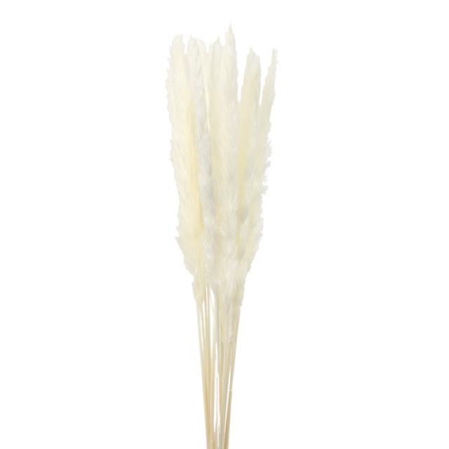 Dried Reed Pampas Grass - IVORY