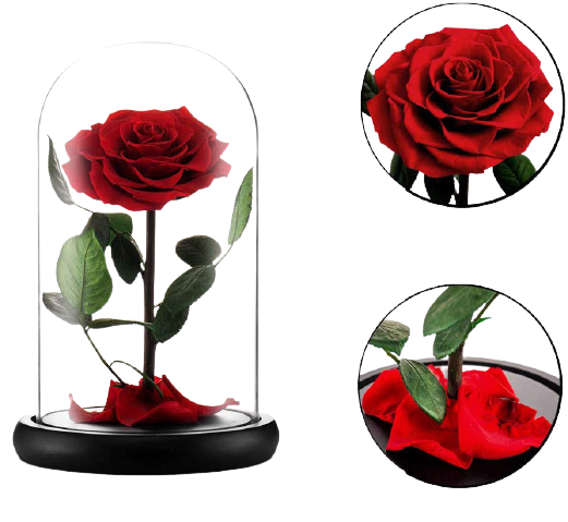 Beauty & Beast Preserved Rose Glass Dome