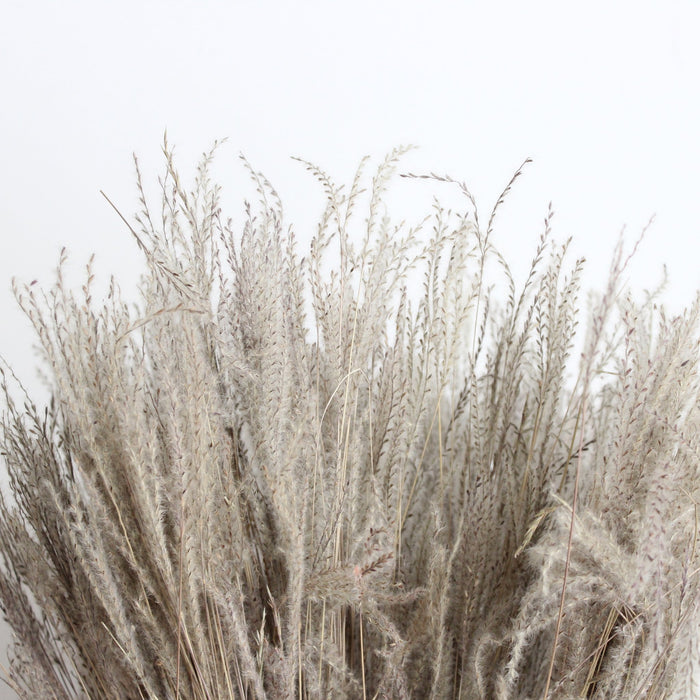 Dried Eulalia Grass - NATURAL