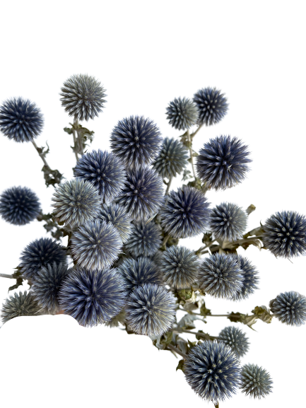 Dried Echinops, Royal Blue Natural Thistle Preserved Flowers, 20 Balls Blue  Planet Echinops Globe Flower for Wedding Boho Party Home Decor, DIY Floral