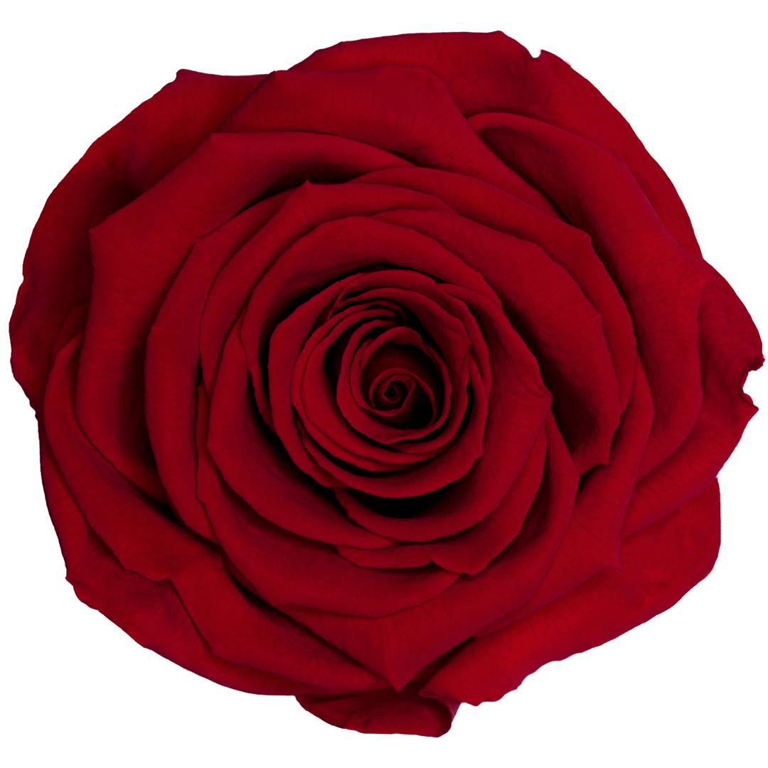 Wholesale Preserved Roses — Plenty Flowers