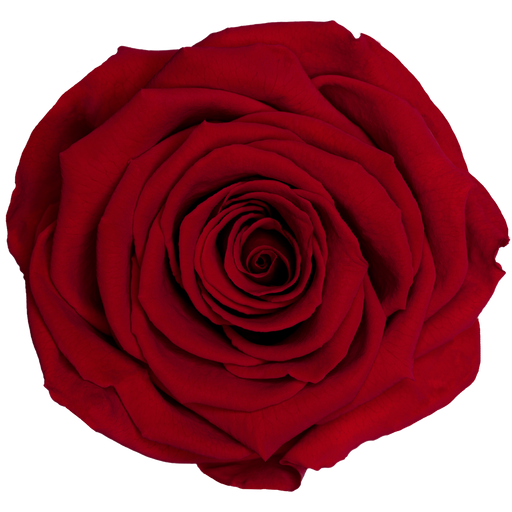 Red Ecuadorian Eternity Flowers Preserved Roses Pack of 6 6cm to