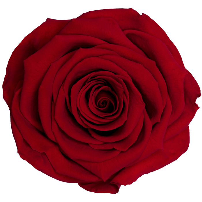 Preserved Rose (RED 02 LL+)