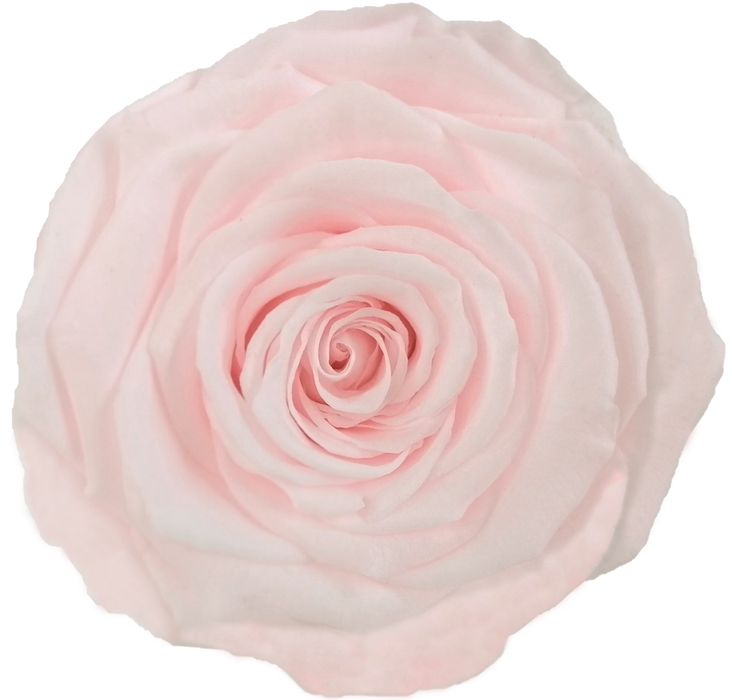 Preserved Rose BLUSH PINK (PIN 89 LL+)