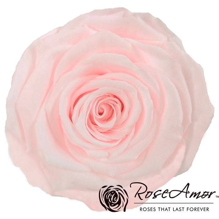 Preserved Rose BLUSH PINK (PIN 89 XL)