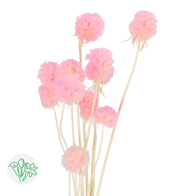 Dried Scabiosa Pods - Pink