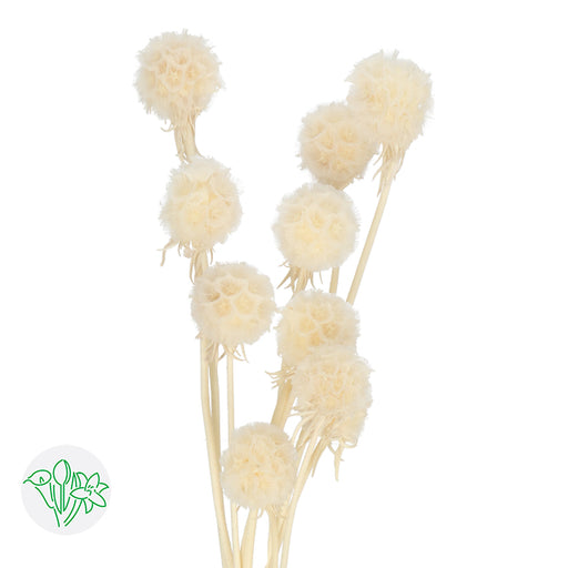 Dried Star Flower Glixia — Plenty Flowers