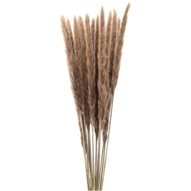 Dried Reed Pampas Grass - NATURAL