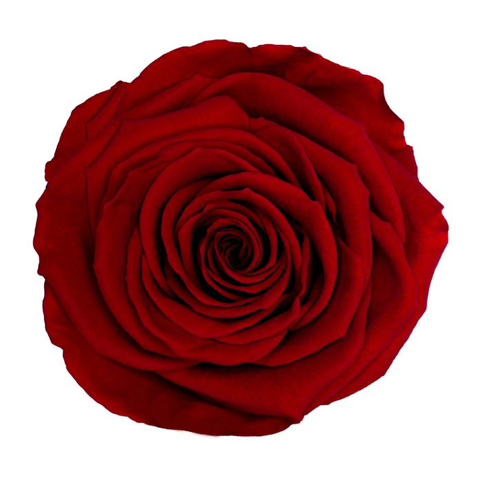 Preserved Rose PURE RED (RED 02 XL)