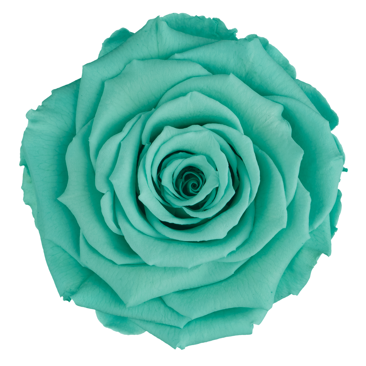 Wholesale Preserved Roses — Plenty Flowers