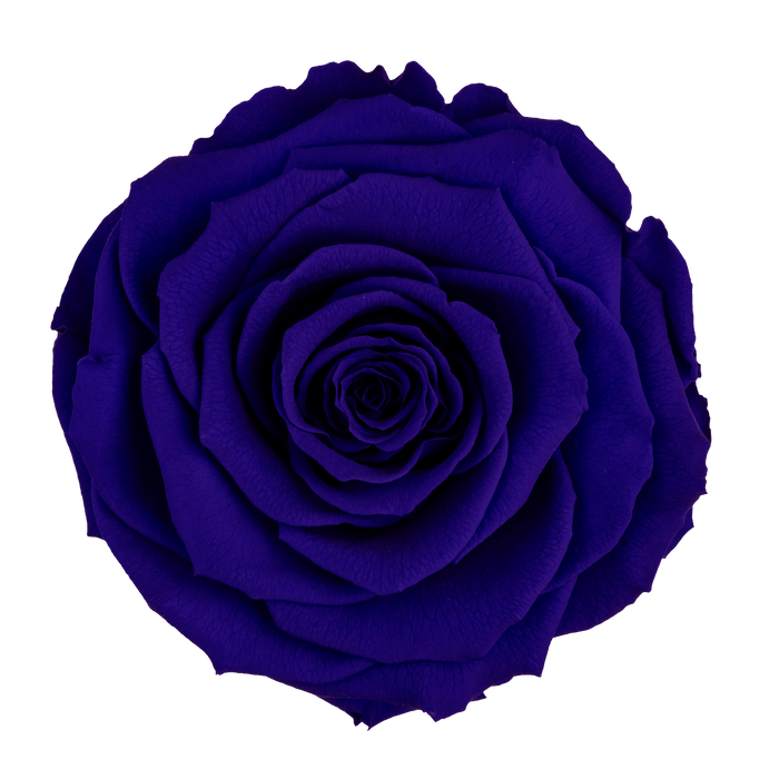 Preserved Rose ROYAL BLUE (BLU 03 LL+)