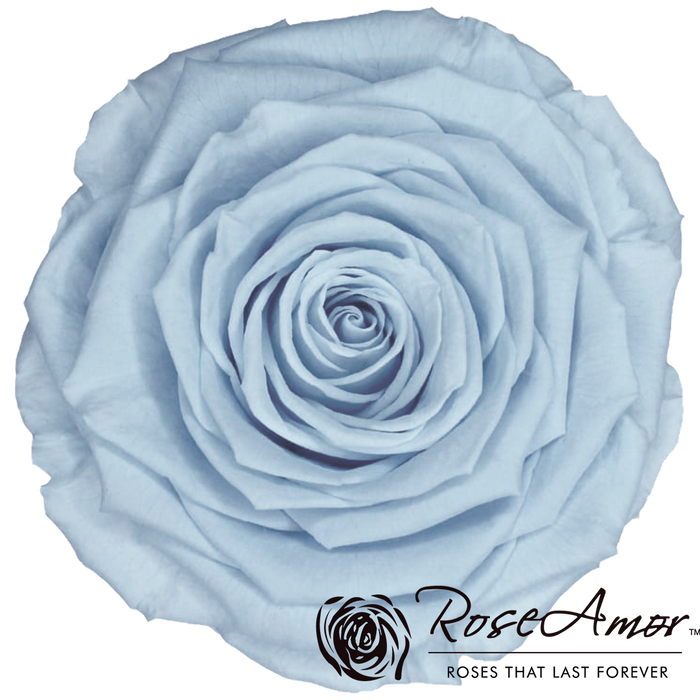Preserved Rose LIGHT BLUE (BLU 89 LL+)