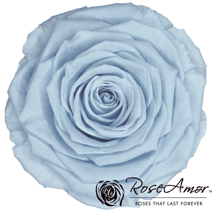 Light Blue Yellow Roses Roses Light Blue Rose Flower