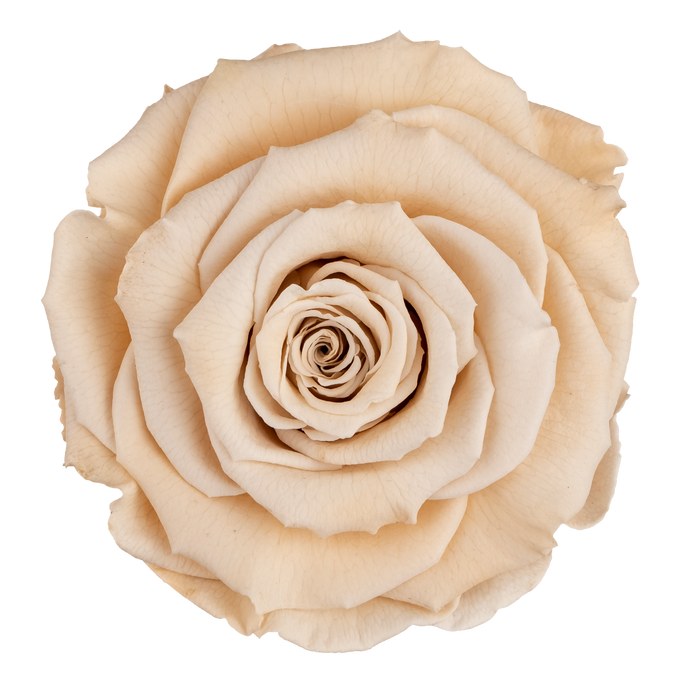 Preserved Rose IVORY (CHA 01 LL+)