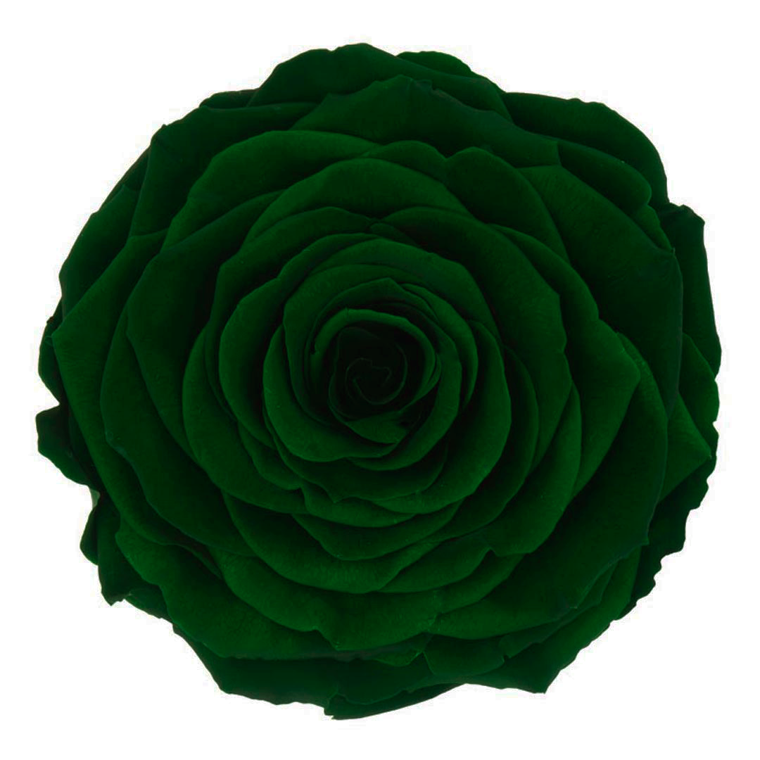 Wholesale Preserved Roses — Plenty Flowers