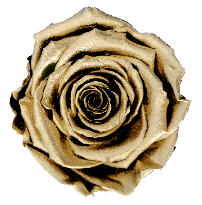 Preserved Rose METALLIC GOLD (XL)