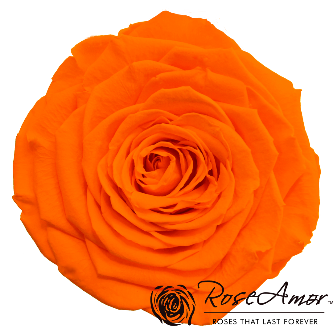 Wholesale Preserved Roses — Plenty Flowers
