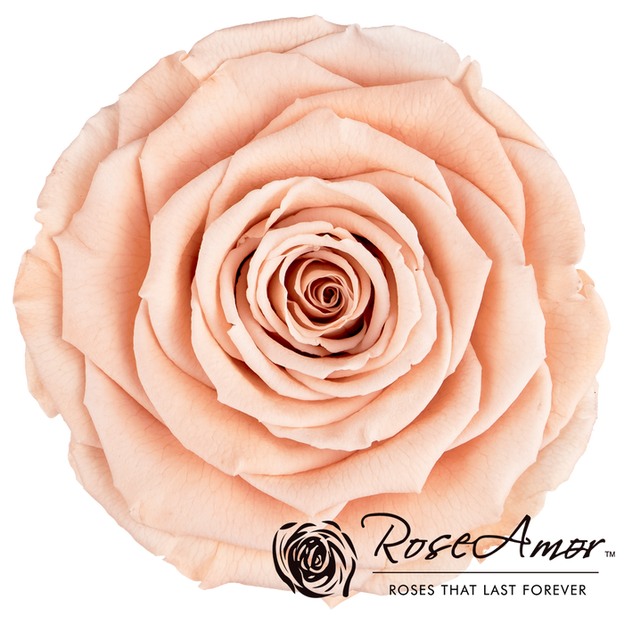 Preserved Rose PEACH (PEA 01 LL+)