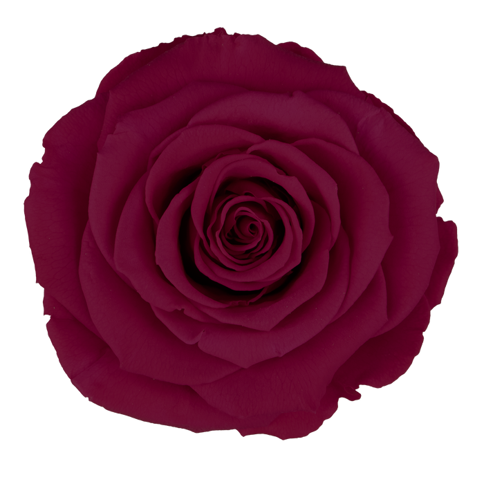 Preserved Rose HOT PINK (PIN 03 LL+)