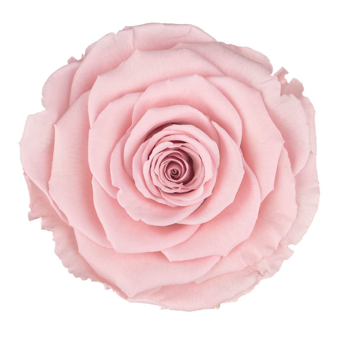 Preserved Rose LIGHT PINK (PIN 04 LL+)