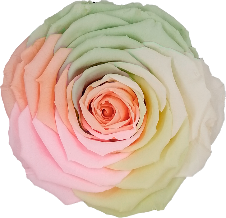 Preserved Rose RAINBOW (PEA 99 LL+)