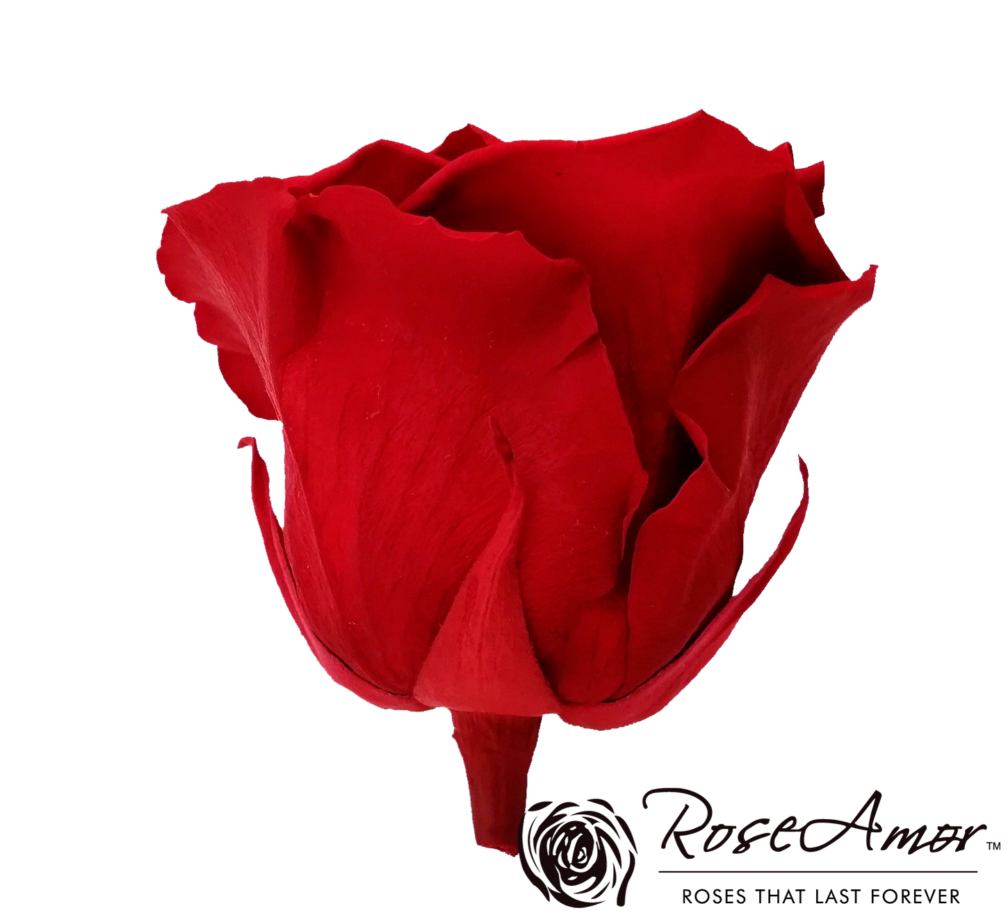 Wholesale Preserved Roses — Plenty Flowers