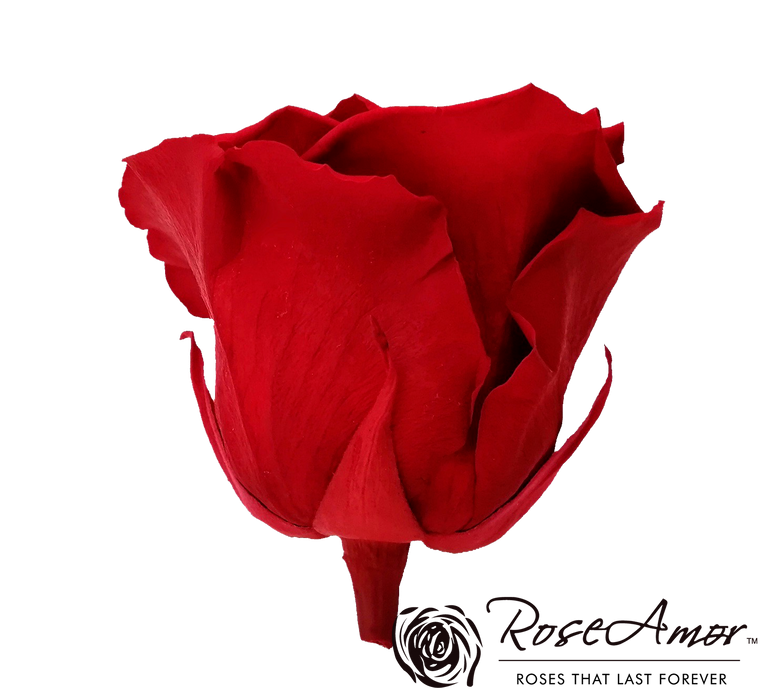 Preserved Rose RED 02 XL