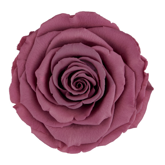 Preserved Rose MAUVE (VIO 02 LL+)