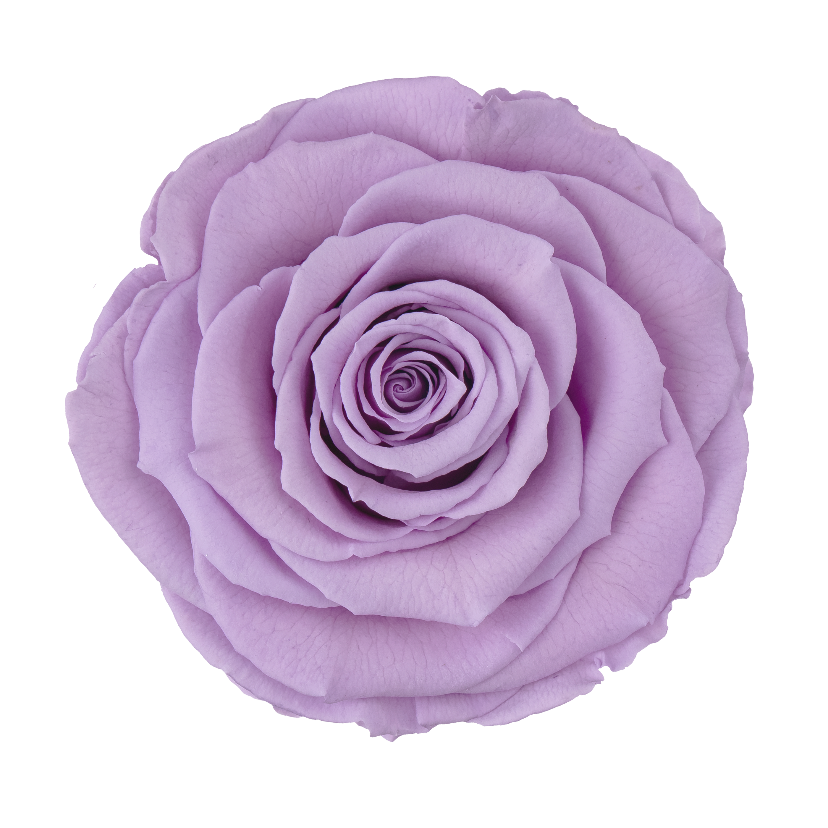 Wholesale Preserved Roses — Plenty Flowers