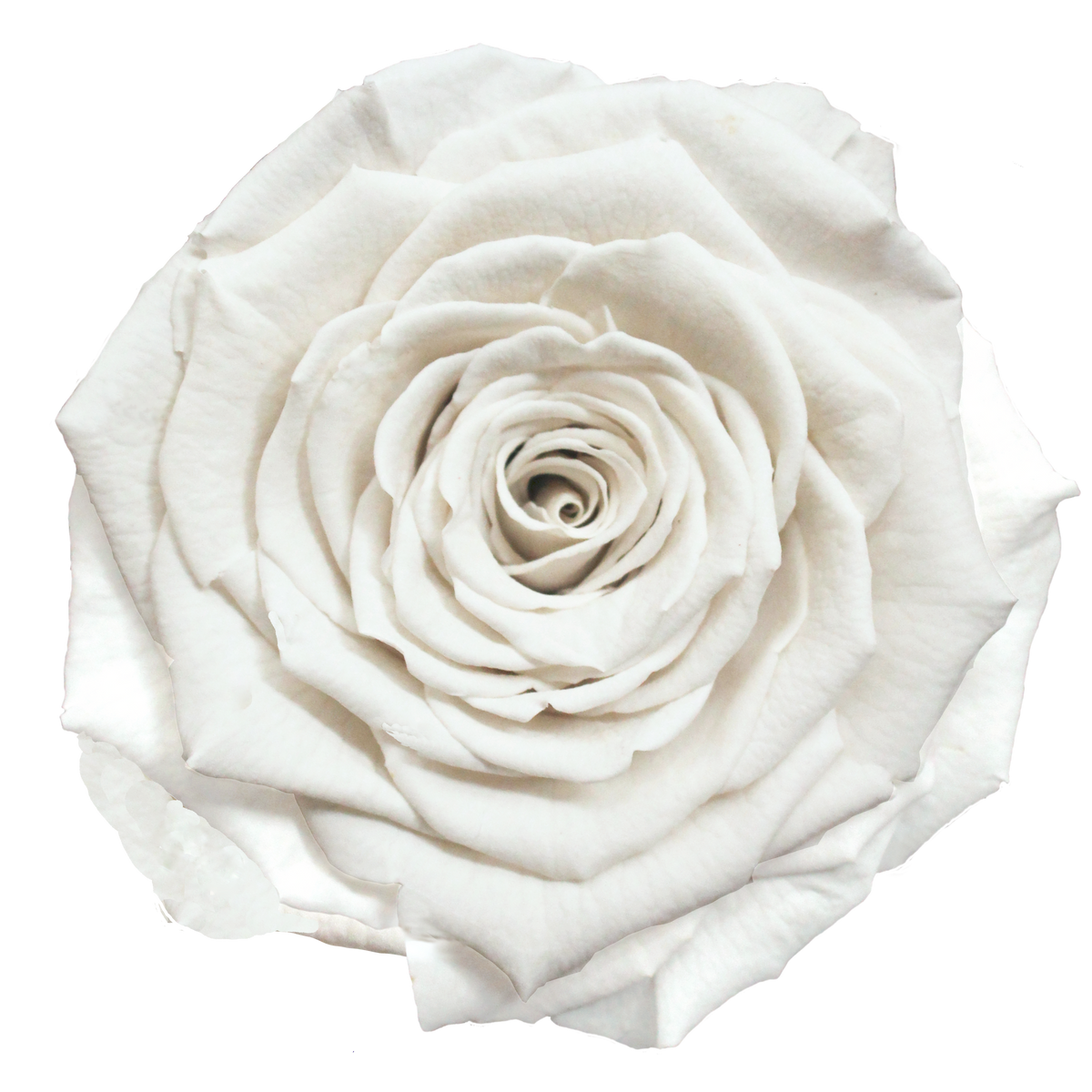 Wholesale Preserved Roses — Plenty Flowers