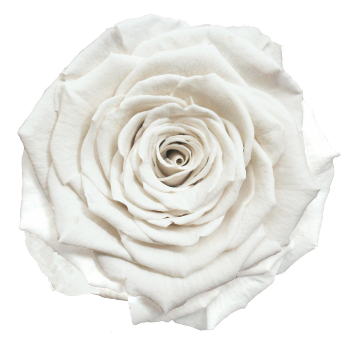 Preserved Rose PURE WHITE (WHI 01 XL)