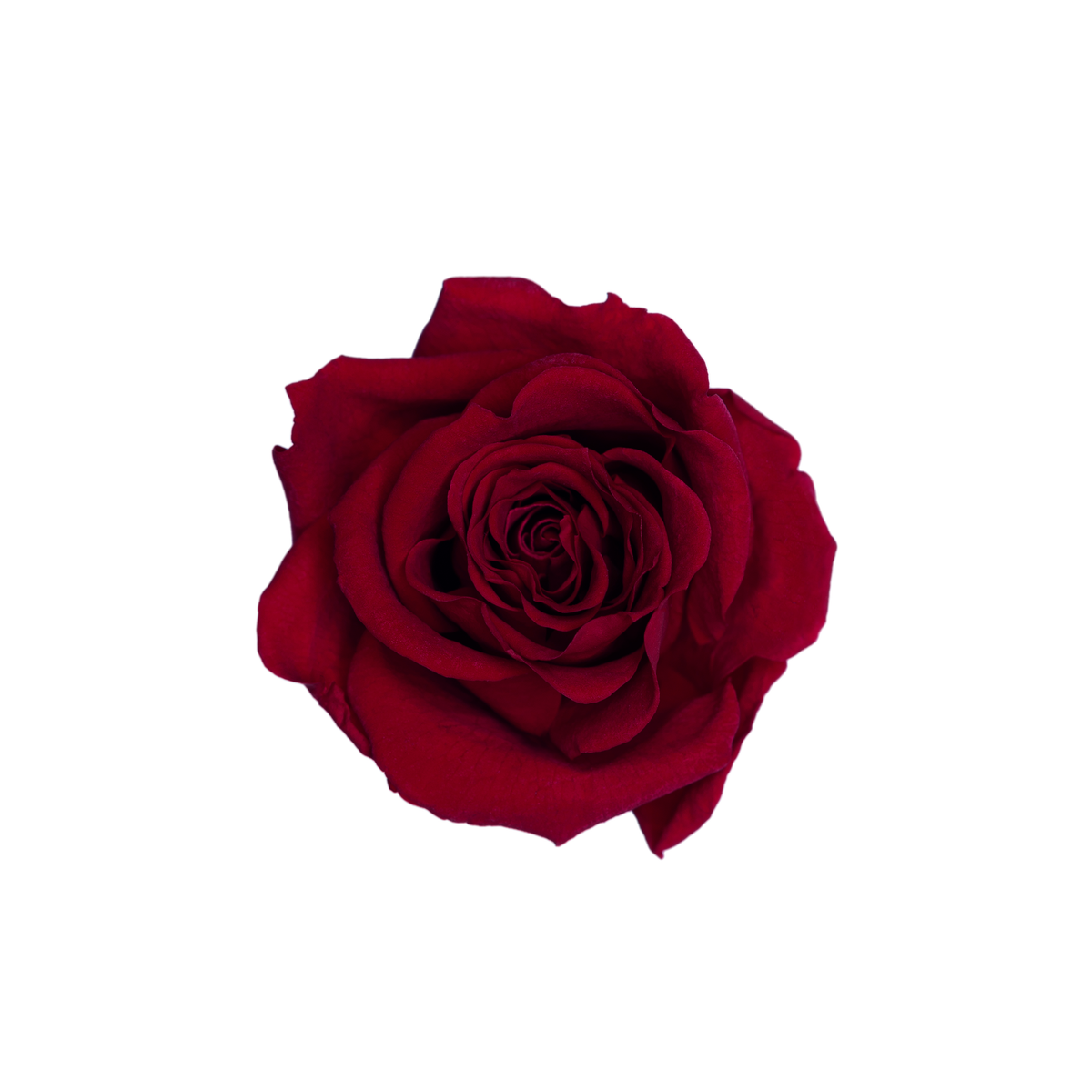 Wholesale Preserved Roses — Plenty Flowers