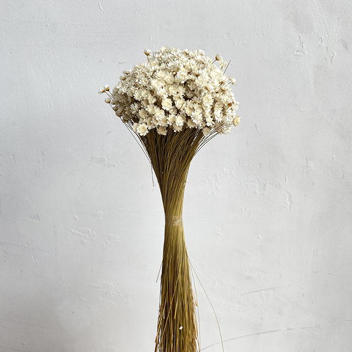 Dried Starflowers — Articulture Designs